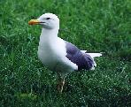 goeland